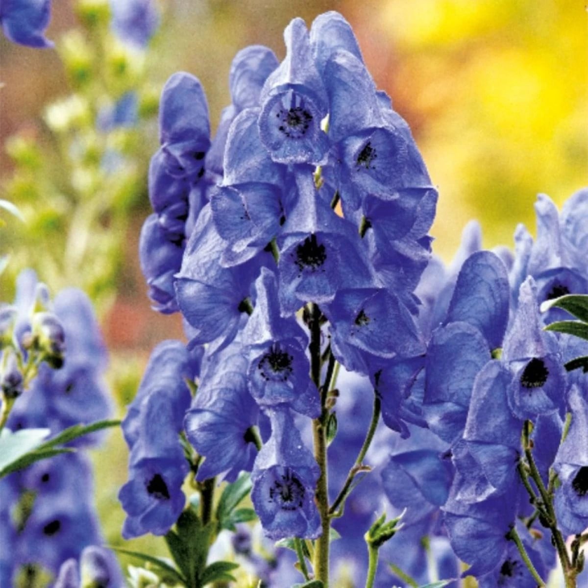 Prilbica - Aconitum - hľuzy prilbica - 1 ks