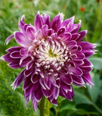 Georgína Vancouver - Dahlia - hľuzy georgíny - 1 ks