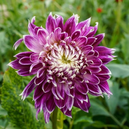 Georgína Vancouver - Dahlia - hľuzy georgíny - 1 ks