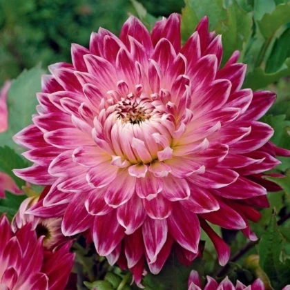 Georgína Vancouver - Dahlia - hľuzy georgíny - 1 ks