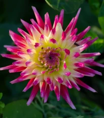 Georgína Tahiti Sunrise - Dahlia - hľuzy georgíny - 1 ks