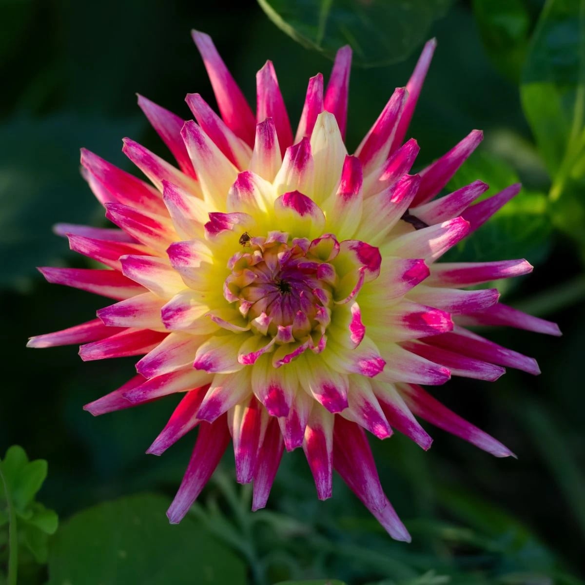 Georgína Tahiti Sunrise - Dahlia - hľuzy georgíny - 1 ks