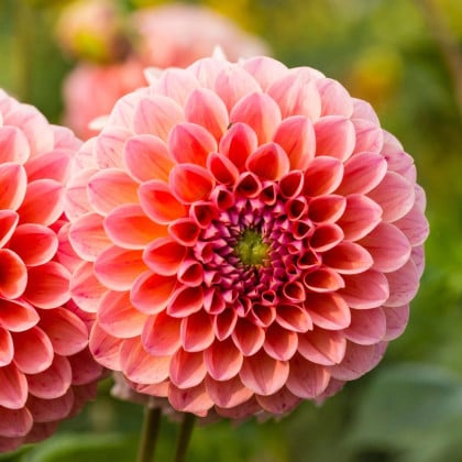 Georgína Nathalie G - Dahlia - hľuzy georgíny - 1 ks