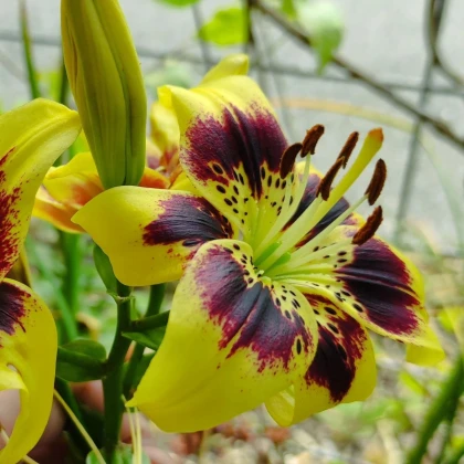 Ľalia Pieton - Lilium - cibuľa ľalie - 1 ks