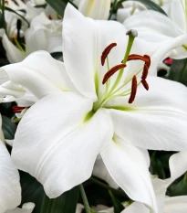 Ľalia Casablanca - Lilium - cibuľa ľalia - 1 ks