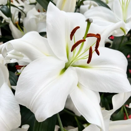 Ľalia Casablanca - Lilium - cibuľa ľalia - 1 ks