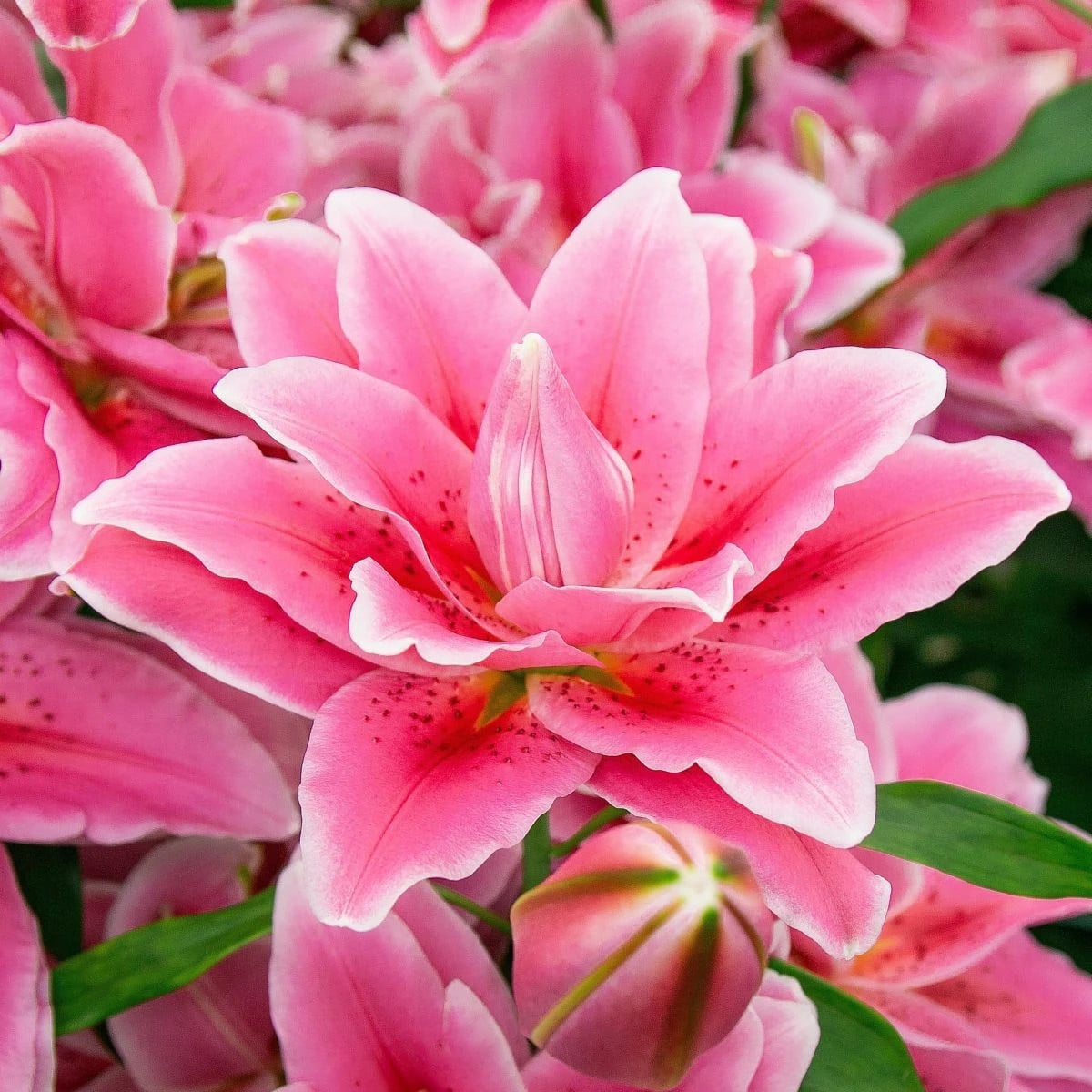 Ľalia Lila Cloud - Lilium - cibuľa ľalia - 1 ks