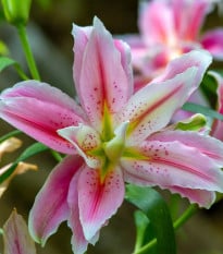 Ľalia Sweet Rosy - Lilium - cibuľa ľalia - 1 ks