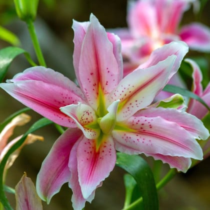 Ľalia Sweet Rosy - Lilium - cibuľa ľalia - 1 ks