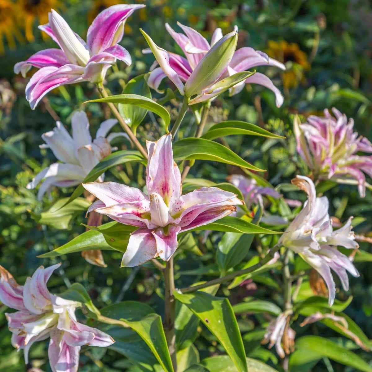 Ľalia Sweet Rosy - Lilium - cibuľa ľalia - 1 ks