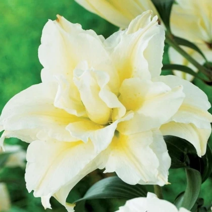 Ľalia plnokvetá Roselily Sita - Lilium - cibuľa ľalia - 1 ks