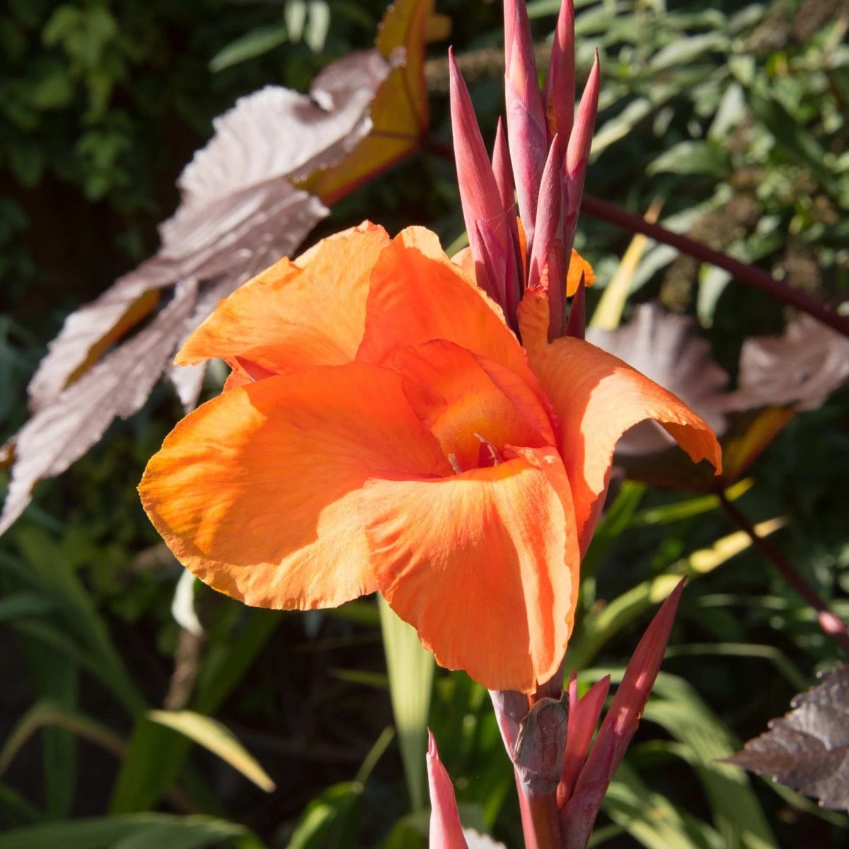 Kana Durban - Canna - hľuzy kany - 1 ks