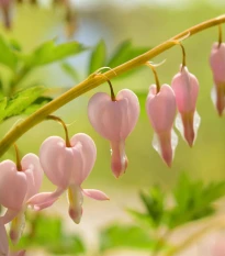 Srdcovka nádherná Cupid – pestovanie okrasných kvetov