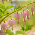 Srdcovka nádherná Cupid - Dicentra spectabilis - hľuzy srdcovky - 1 ks