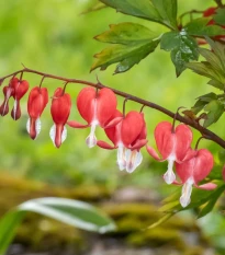 Srdcovka nádherná Valentine - Dicentra spectabilis - hľuzy srdcovky - 1 ks