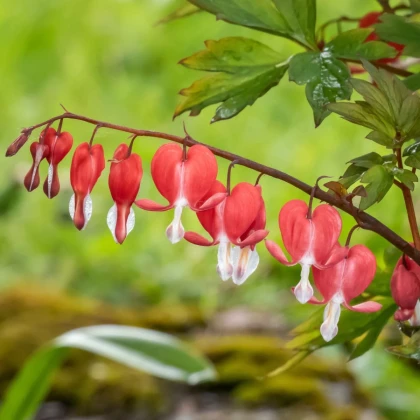 Srdcovka nádherná Valentine - Dicentra spectabilis - hľuzy srdcovky - 1 ks