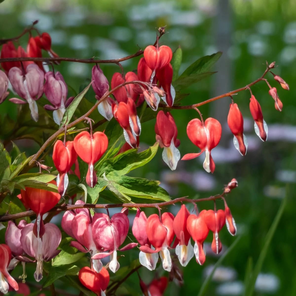 Srdcovka nádherná Valentine - Dicentra spectabilis - hľuzy srdcovky - 1 ks