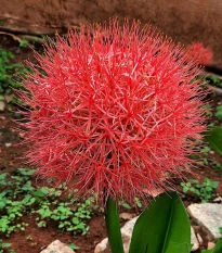 Krvavý kvet - Scadoxus multiflorus - cibuľa krvavý kvet - 1 ks