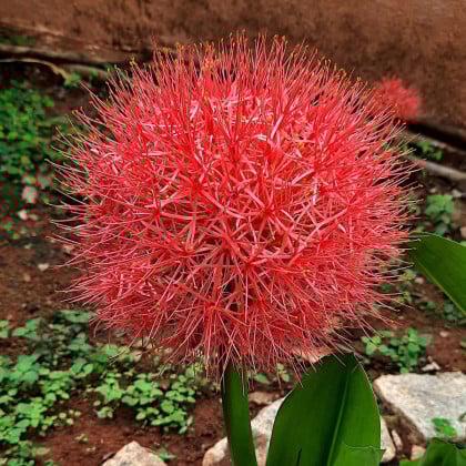 Krvavý kvet - Scadoxus multiflorus - cibuľa krvavý kvet - 1 ks