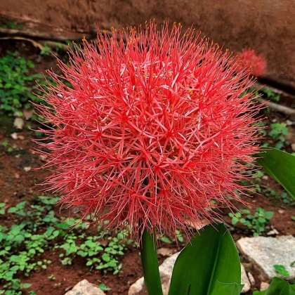 Krvavý kvet - Scadoxus multiflorus - cibuľa krvavý kvet - 1 ks