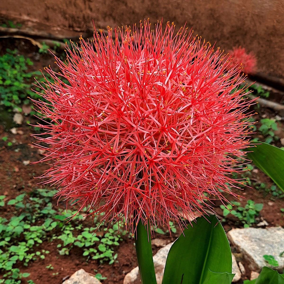 Krvavý kvet - Scadoxus multiflorus - cibuľa krvavý kvet - 1 ks