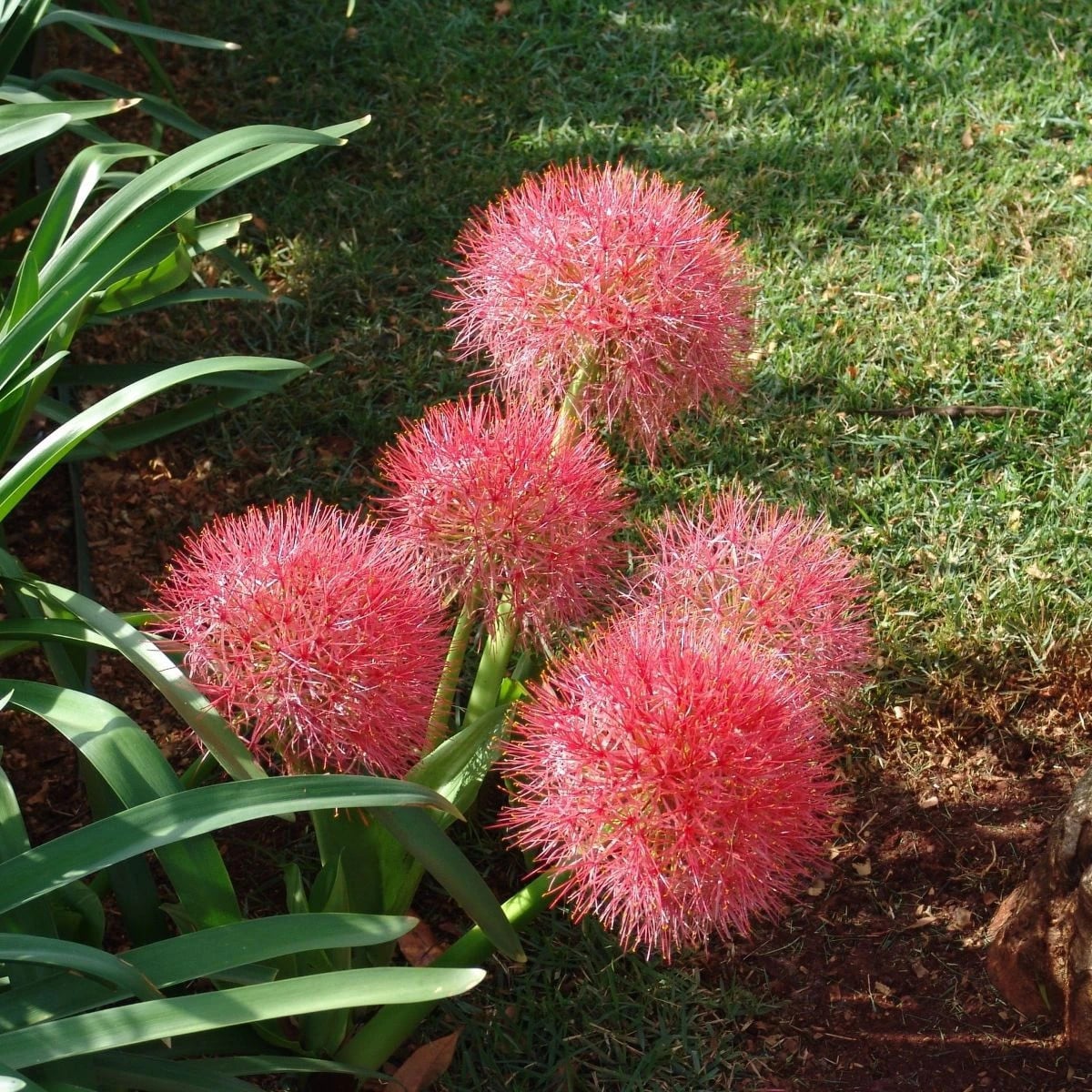 Krvavý kvet - Scadoxus multiflorus - cibuľa krvavý kvet - 1 ks