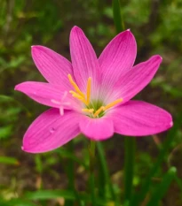 Dažďová ľalia ružová - Zephyrantes - cibuľa ľalia - 3 ks