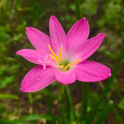 Dažďová ľalia ružová - Zephyrantes - cibuľa ľalia - 3 ks