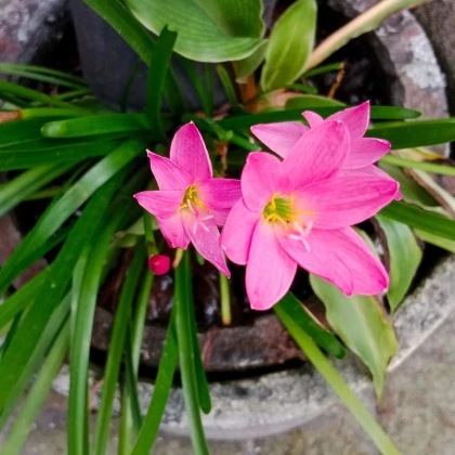 Dažďová ľalia ružová - Zephyrantes - cibuľa ľalia - 3 ks