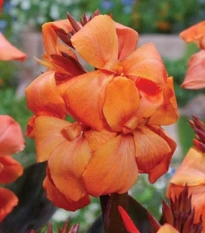 Kana Panache Black - Canna - hľuzy kany - 1 ks