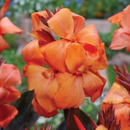 Kana Panache Black - Canna - hľuzy kany - 1 ks