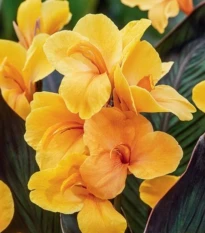 Kana Louis Cottin - Canna - hľuzy kany - 1 ks