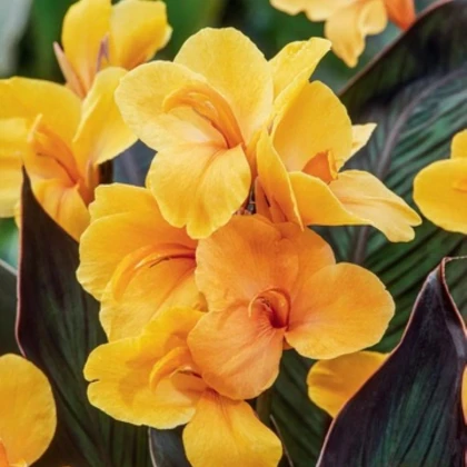 Kana Louis Cottin - Canna - hľuzy kany - 1 ks