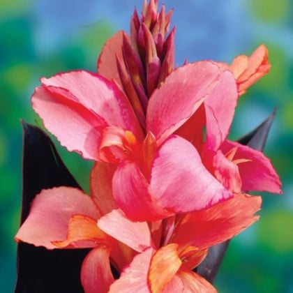 Kana Champion - Canna - hľuzy kany - 1 ks