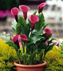 Kala Rose Queen - Zantedeschia - hľuzy kaly - 1 ks