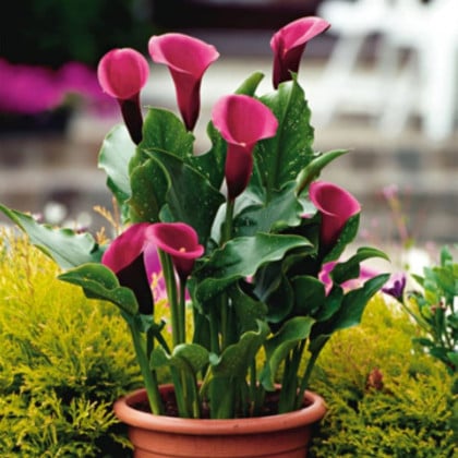 Kala Rose Queen - Zantedeschia - hľuzy kaly - 1 ks