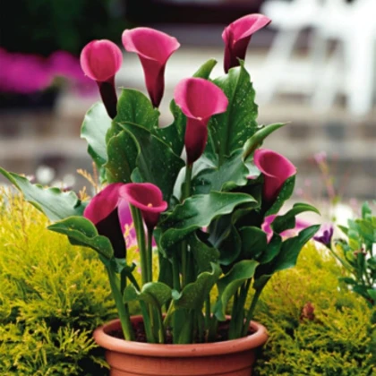 Kala Rose Queen - Zantedeschia - hľuzy kaly - 1 ks