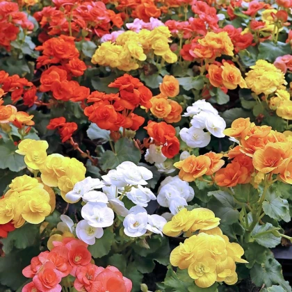 Zmes begónií - Begonia mix - hľuzy begónie - 10 ks