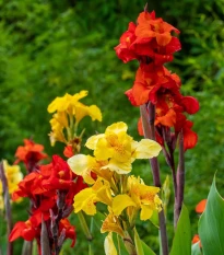 Zmes kán - Canna mix - hľuzy kán - 5 ks