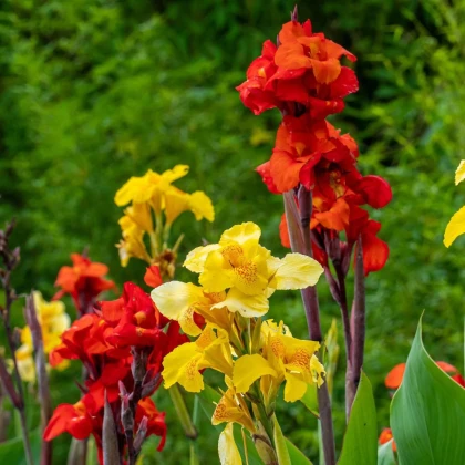 Zmes kán - Canna mix - hľuzy kán - 5 ks