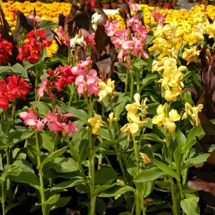 Zmes kán - Canna mix - hľuzy kán - 5 ks