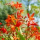 Zmes montbrécií - Crocosmia mix - hľuzy montbrécie - 20 ks
