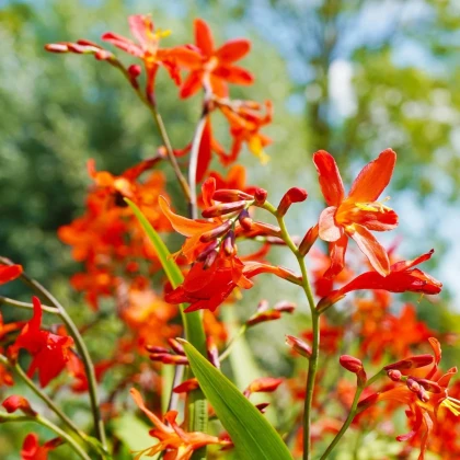 Zmes montbrécií - Crocosmia mix - hľuzy montbrécie - 20 ks