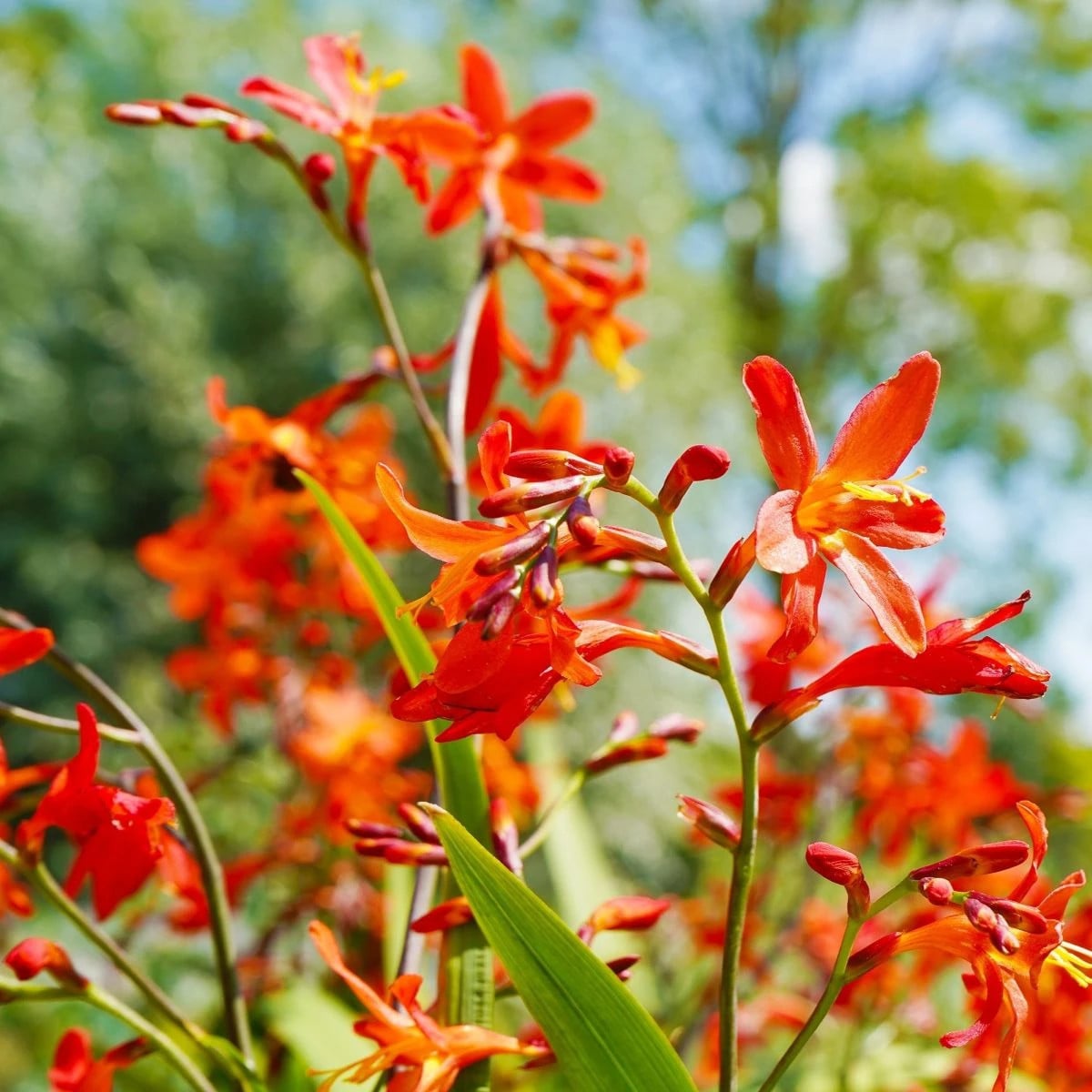 Zmes montbrécií - Crocosmia mix - hľuzy montbrécie - 20 ks