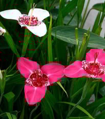 Zmes tigríc - Tigridia mix - hľuzy tigrice - 9 ks