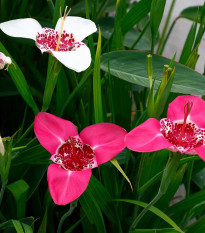 Zmes tigrídií - Tigridia mix - hľuzy tigrídie - 9 ks