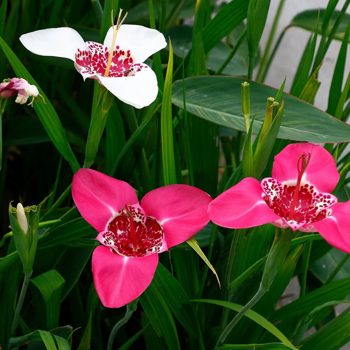 Zmes tigrídií - Tigridia mix - hľuzy tigrídie - 9 ks