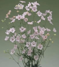Stračonôžka Jennys Pearl F1 Pink - Delphinium grandiflorum - semená stračonôžky - 10 ks