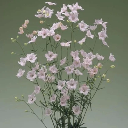 Stračonôžka Jennys Pearl F1 Pink - Delphinium grandiflorum - semená stračonôžky - 10 ks
