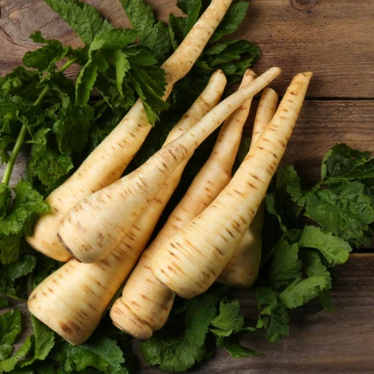 Paštrnák dlhý biely Halblange - Pastinaca sativa - semená paštrnáka - 1 g